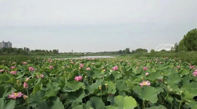 夏日限定！河南赏荷地图来了→