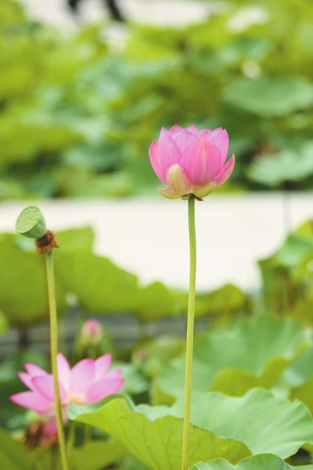 夏日限定！河南赏荷地图来了→