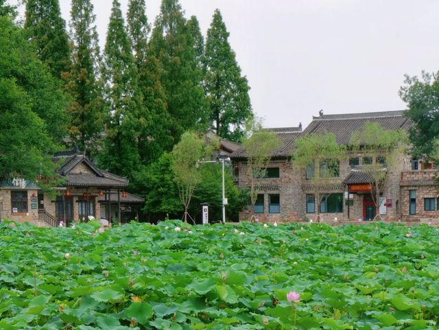 夏日限定！河南赏荷地图来了→