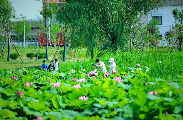 夏日限定！河南赏荷地图来了→
