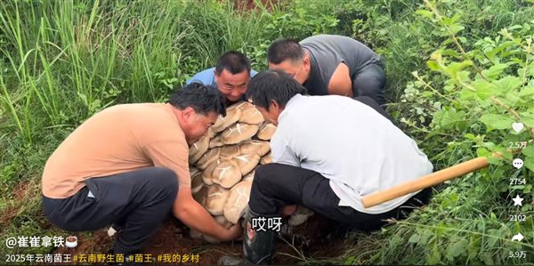 云南现80公斤巨无霸“菌王”：需4名壮汉才能搬得动，1600元售出
