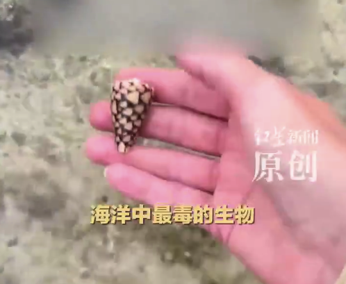 后怕！女网红海边徒手捡起致命鸡心螺 被鸡心螺毒针刺中可致麻痹甚至死亡