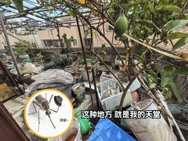 蚊子和人类有哪些“纠缠史”：蚊子位于“生物杀手”榜首