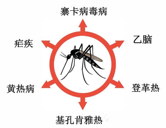 蚊子和人类有哪些“纠缠史”：蚊子位于“生物杀手”榜首