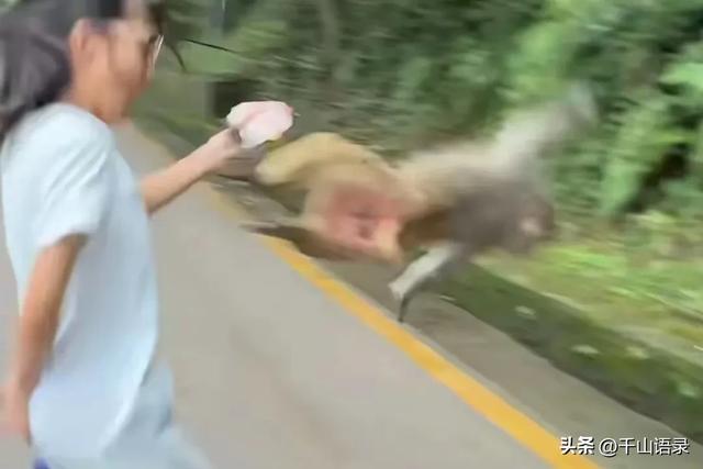 女游客投喂猴子反被咬伤腿部 善意遭遇意外反击