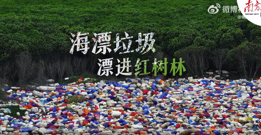 候鸟栖息地内藏垃圾带！海漂垃圾涌入红树林臭气熏天 