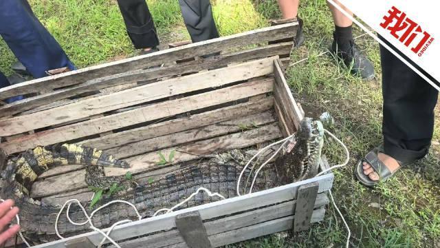 景区出逃鳄鱼1头被击毙其余基本控制