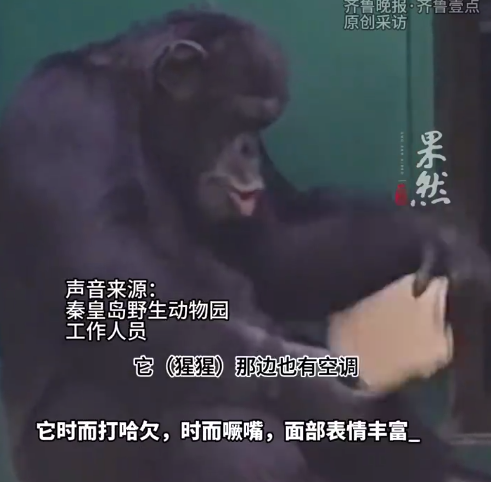 动物园黑猩猩避暑妙招吹空调吃冰棍扇扇子