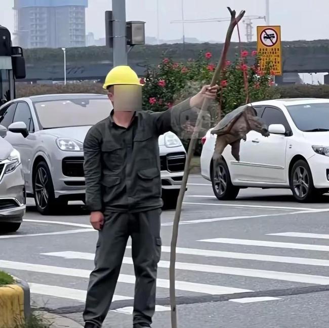 北京街头卖鳖骗局又现！三招教你防被坑