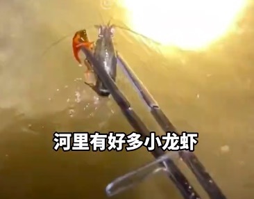 好生态让平凡夏夜变惊喜！威海市民河边乘凉逮虾70只
