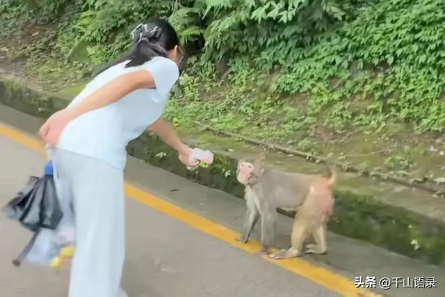 女游客投喂猴子反被咬伤腿部 善意遭遇意外反击