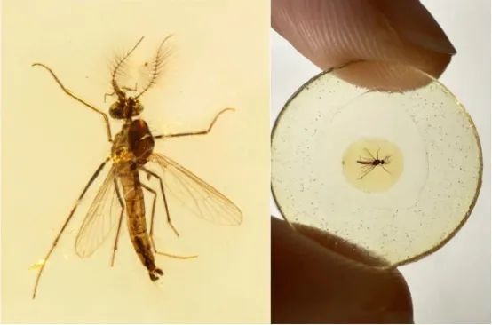 蚊子和人类有哪些“纠缠史”：蚊子位于“生物杀手”榜首