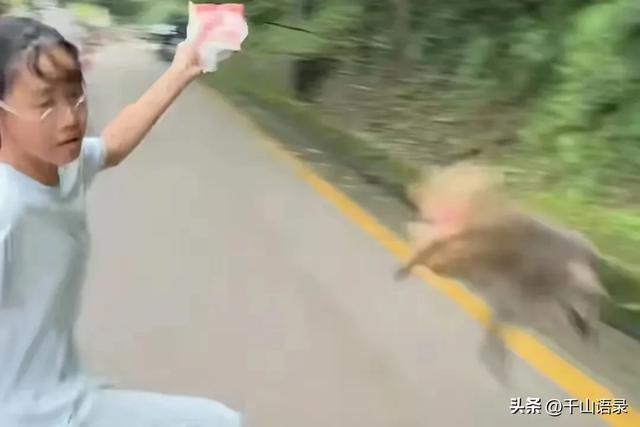 女游客投喂猴子反被咬伤腿部 善意遭遇意外反击
