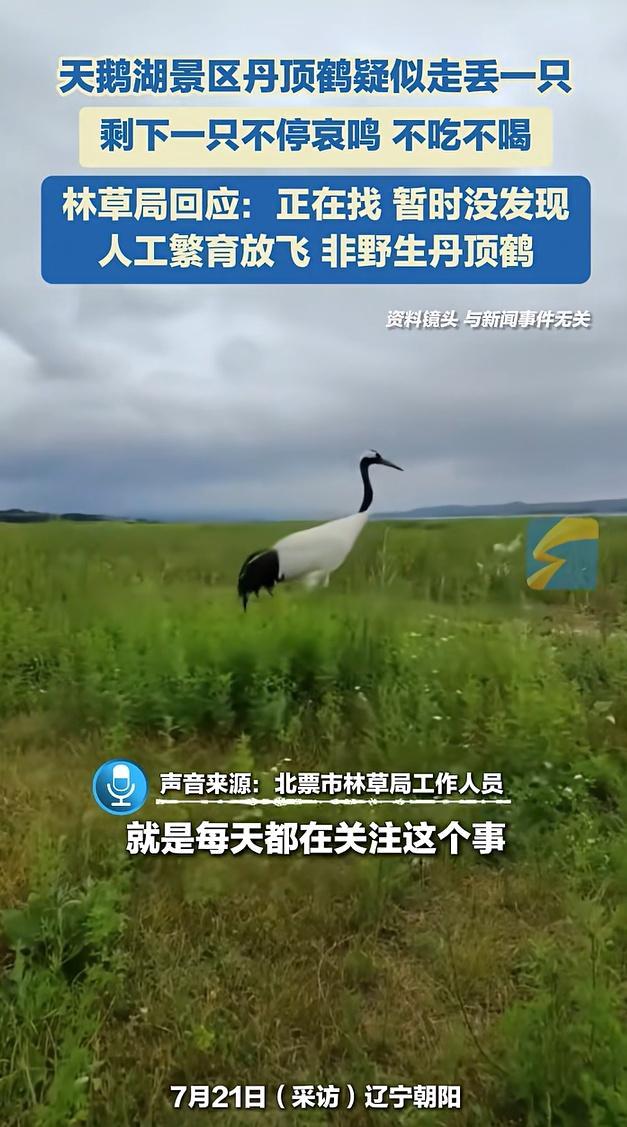 丹顶鹤因伴侣走失原地哀鸣不吃不喝