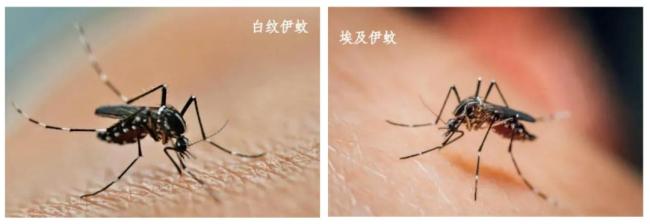 基孔肯雅热轻症为何要隔离