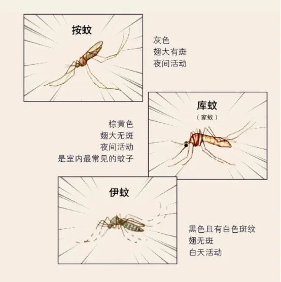 蚊子和人类有哪些“纠缠史”：蚊子位于“生物杀手”榜首