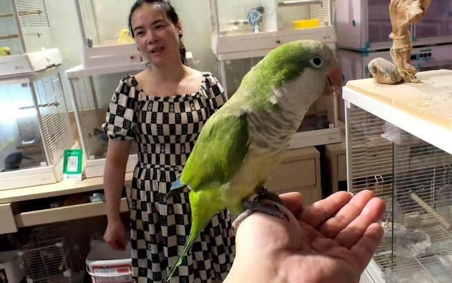 “活潮玩”流行 鹦鹉飞入年轻生活圈