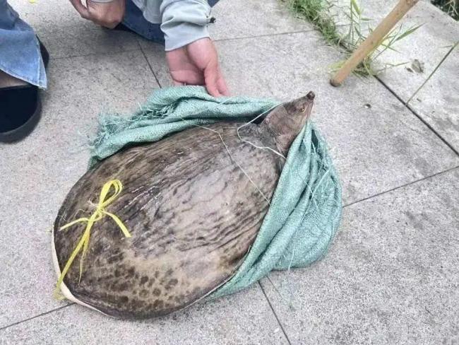 街头有人叫卖野生鳖 专家提醒 警惕外来物种风险
