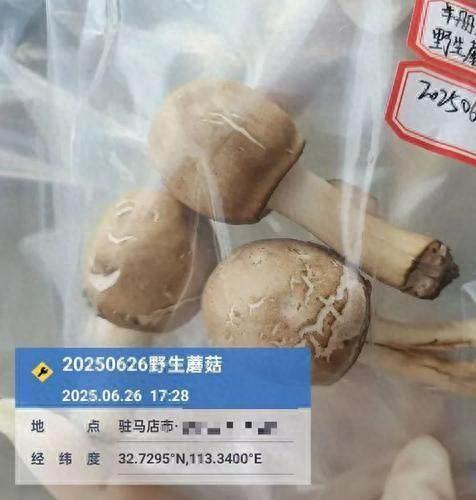 重要提醒！这种毒蘑菇在河南广泛分布，误食可致器官衰竭