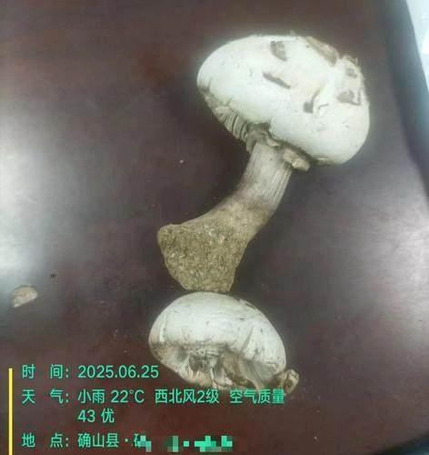 重要提醒！这种毒蘑菇在河南广泛分布，误食可致器官衰竭