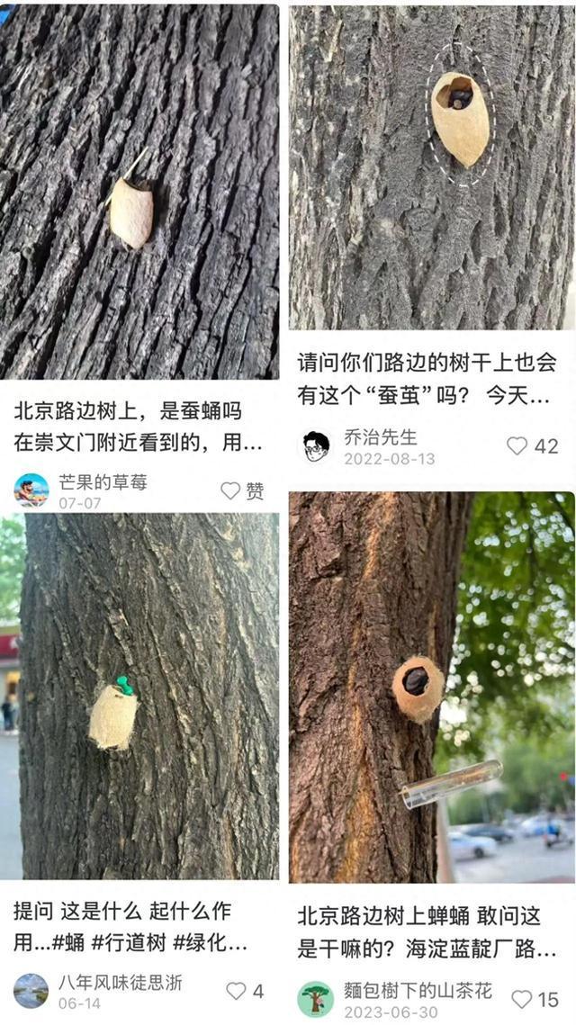 在路边看到这种黑色的蛹千万别动 网友：有“编制”