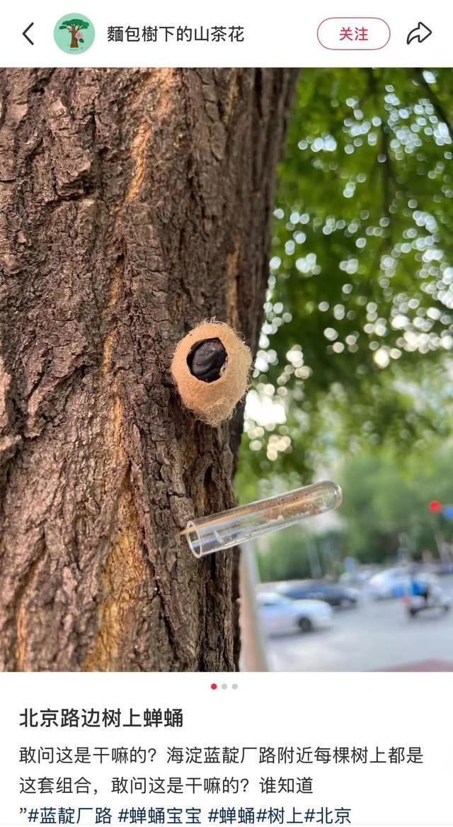 在路边看到这种黑色的蛹千万别动 网友：有“编制”