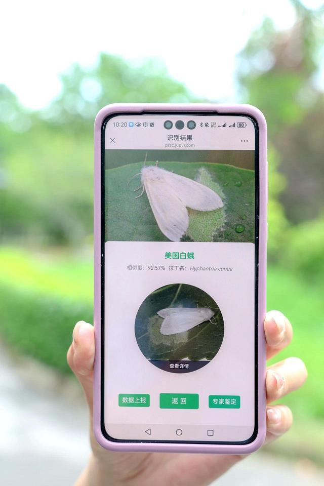 在路边看到这种黑色的蛹千万别动 网友：有“编制”