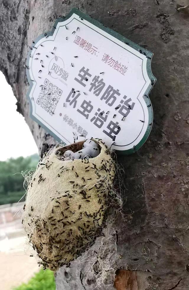 在路边看到这种黑色的蛹千万别动 网友：有“编制”
