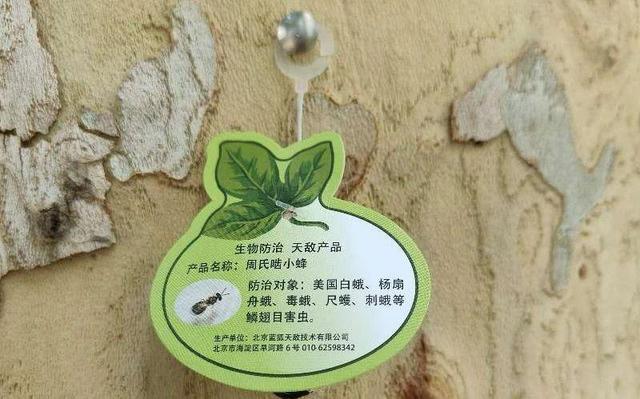 在路边看到这种黑色的蛹千万别动 网友：有“编制”