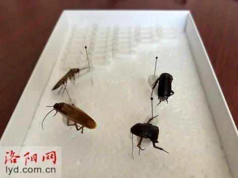 洛阳首现“樱桃红蟑螂”，居民称晚上乱爬还会进家，疾控回应