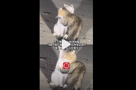 车主晚上回家撞见俩猫“贴贴” 车灯秒变氛围灯 猫：人你有点不懂事