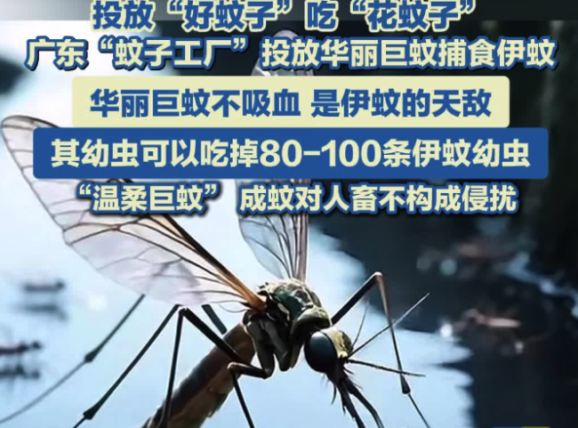 以蚊治蚊！中山大学团队用华丽巨蚊捕食伊蚊