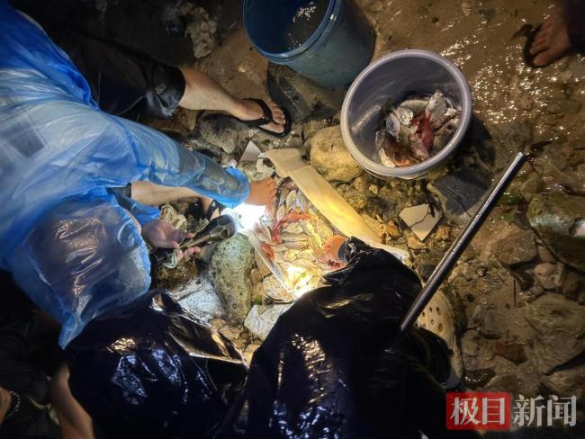 台风过境三亚海边现大量海鲜