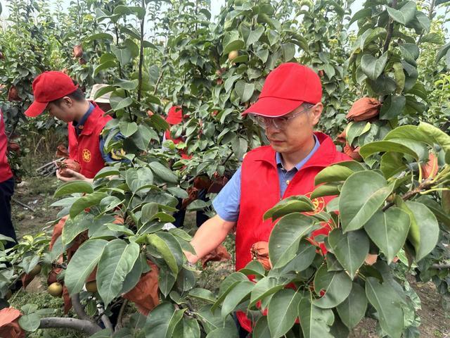 商丘高速人五年助农路 梨香满心怀