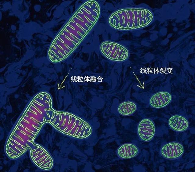 熬大夜的严重后果：全脑氧化，线粒体疯狂开裂，变小又变少