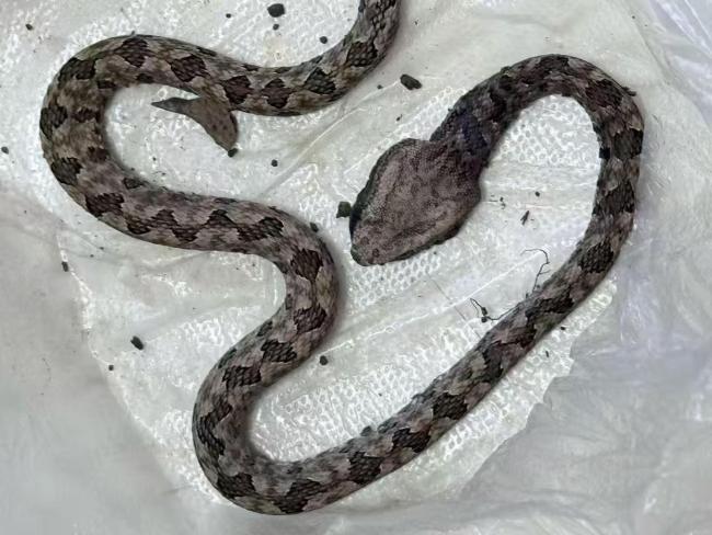 男童在小区电梯门口被毒蛇咬伤 物业回应称已定期喷药防蛇