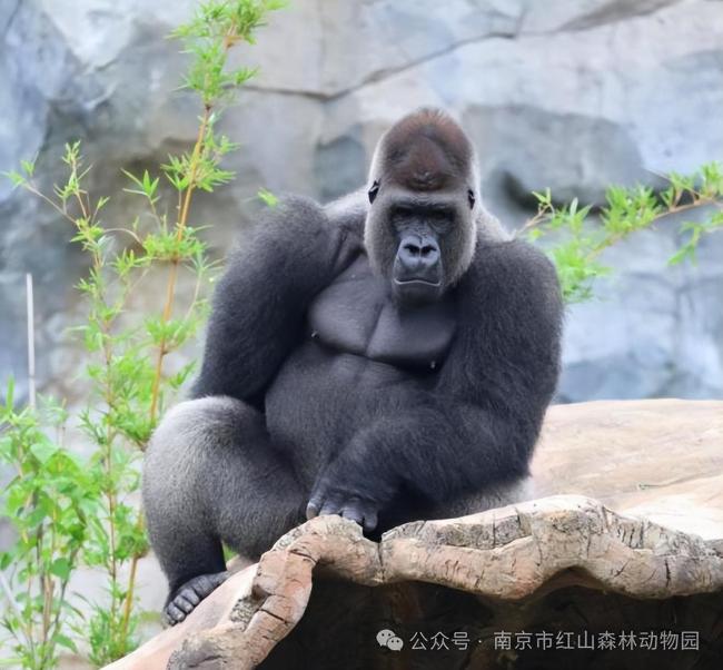 网友给大猩猩四兄弟取名四大天王 征名活动引热议