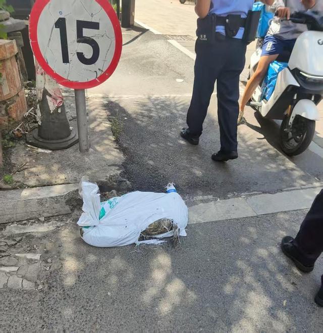 跑腿骑手送鳄鱼 半道发现是活的