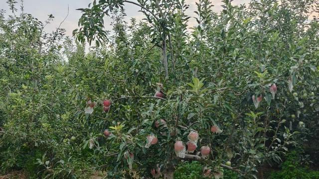 安阳内黄：硕果累累满枝头秋风送爽果飘香